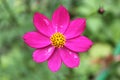 Macro shot of a beautiful and vibrantÃ¢â¬â¹ Ã¢â¬â¹cosmos flowersÃ¢â¬â¹ inÃ¢â¬â¹ rainyÃ¢â¬â¹ day. PinkÃ¢â¬â¹ cosmos flowers on a green background. In Royalty Free Stock Photo